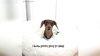 Starbox Dachshunds Compilation Chapter 77