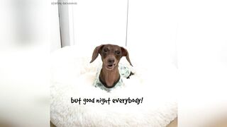 Starbox Dachshunds Compilation Chapter 77