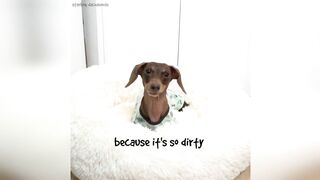 Starbox Dachshunds Compilation Chapter 77