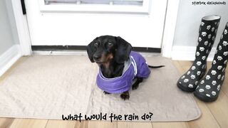 Starbox Dachshunds Compilation Chapter 77