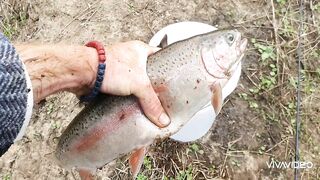 Catching BIG TROUT in a small stream.