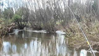 Catching BIG TROUT in a small stream.