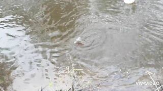 Catching BIG TROUT in a small stream.