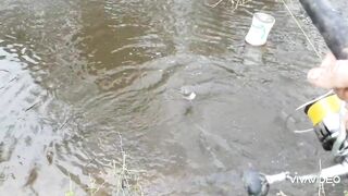 Catching BIG TROUT in a small stream.